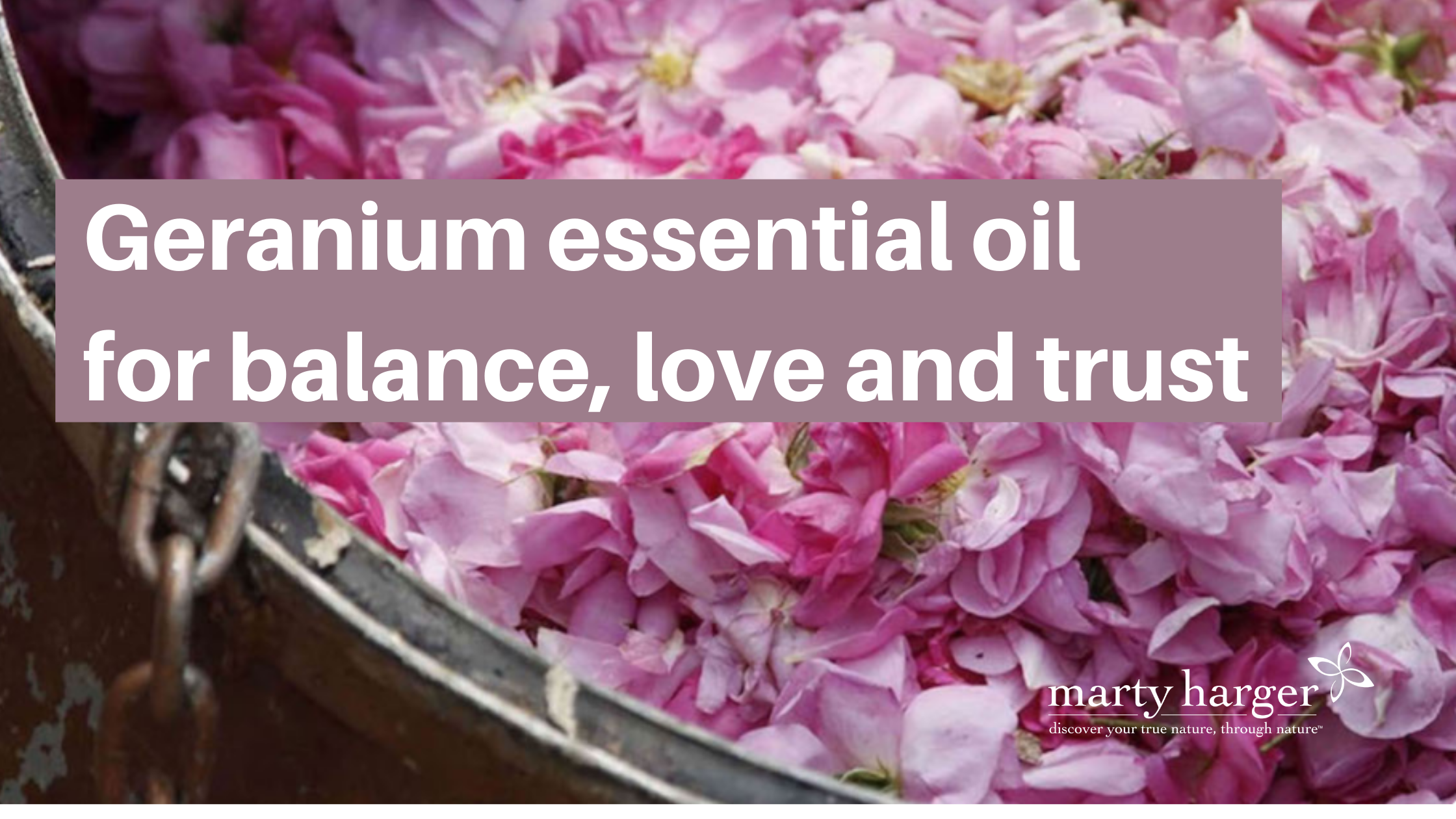 Geranium-essential-oil