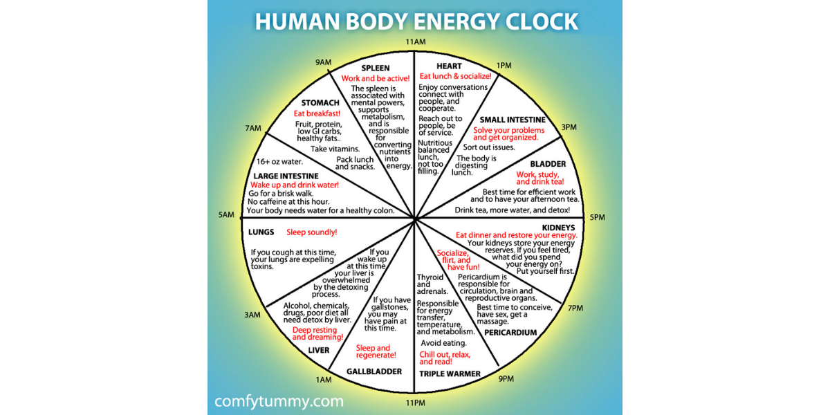 Human Body Energy Clock Human Body Energy Clock