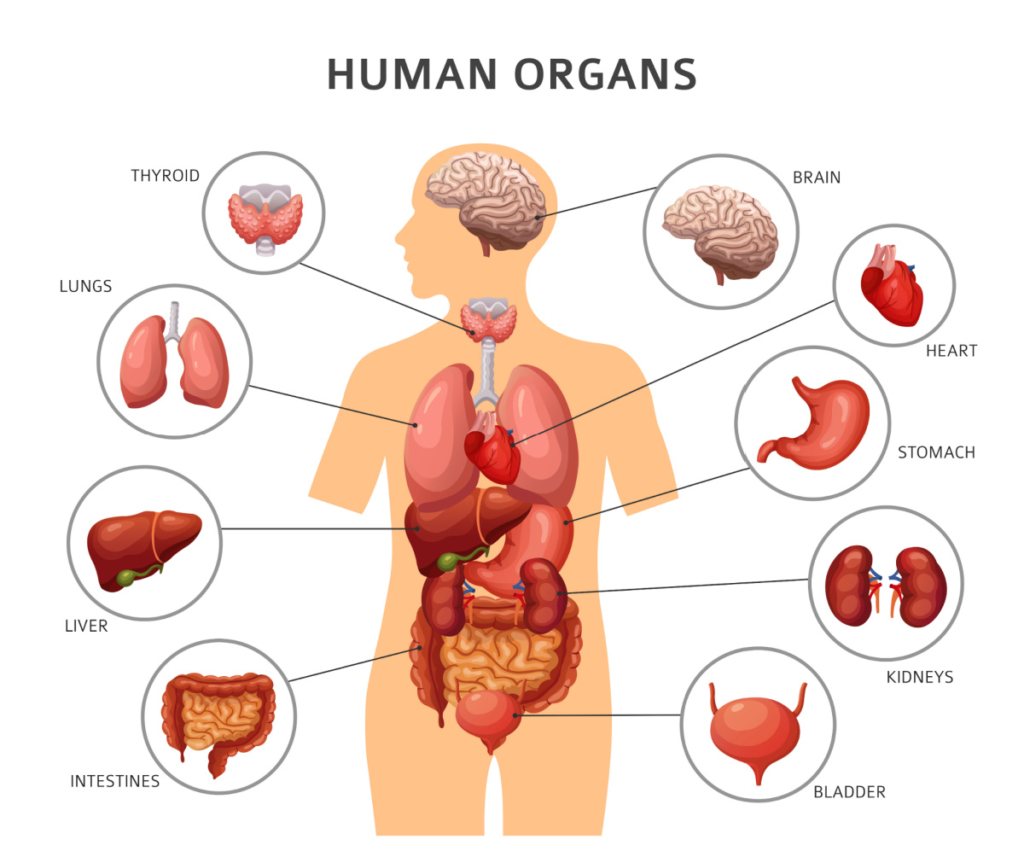 Human abdominal organs