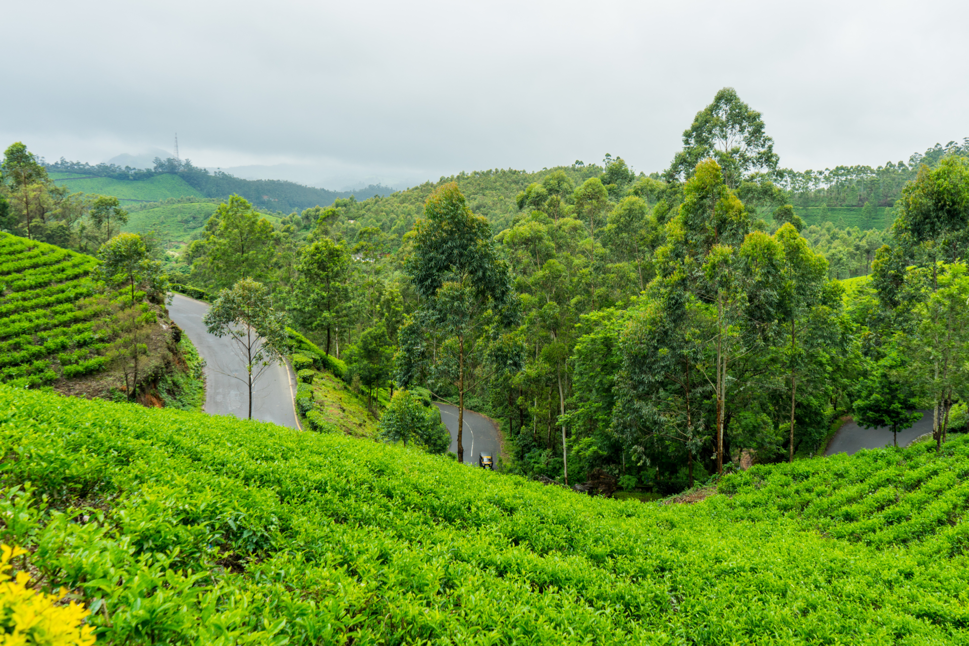 Tea Plantation Southern India