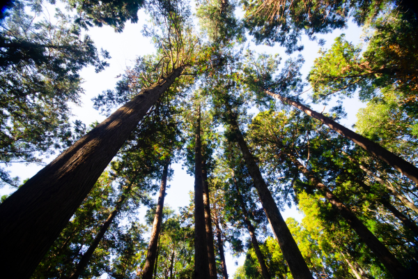 Forest Bathing Japan