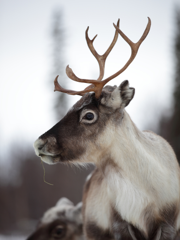 Reindeer