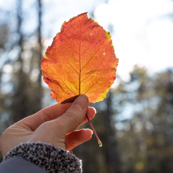 Aiutumn leaves