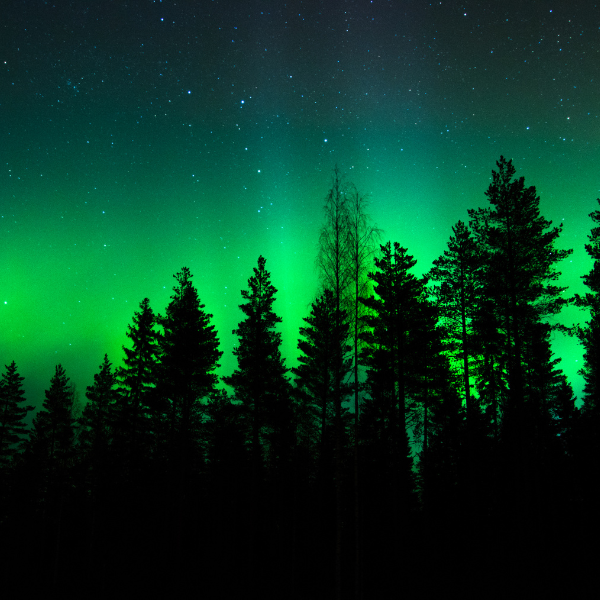 Northern lights over forest