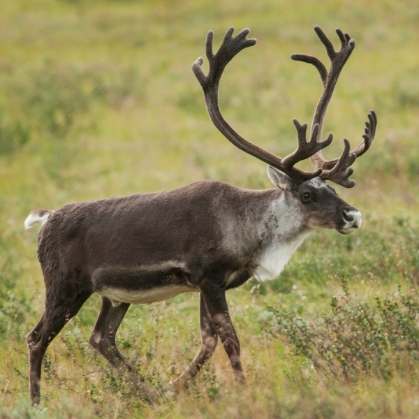 Reindeer 2